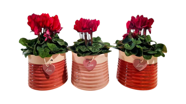 Valentines cyclamen mini