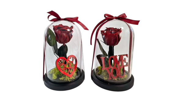 Forever single red rose