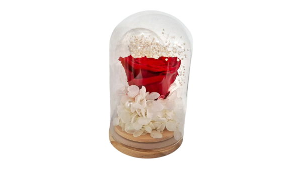 Small forever red rose