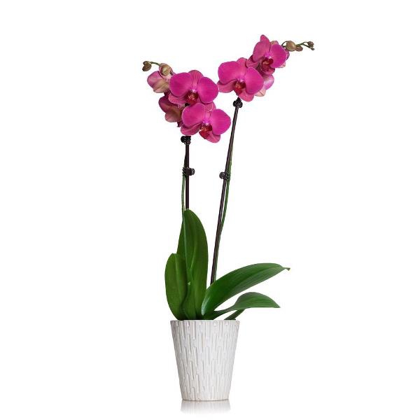 An-elegant-purple-orchid