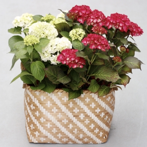 Cesta-hortensias