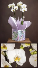 double-orchid-plant