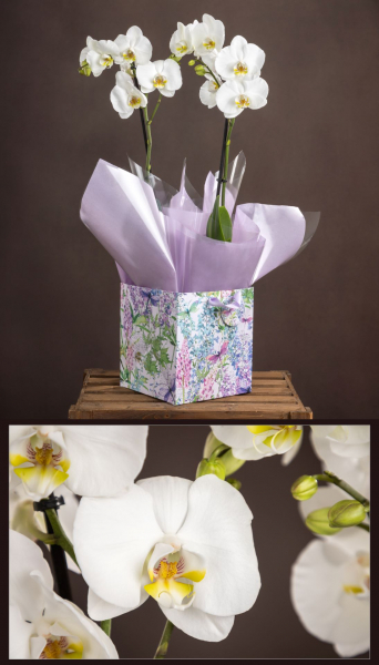 double-orchid-plant