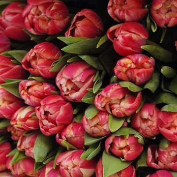 tillington-tulips