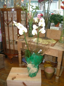white-phalaenopsis-orchid