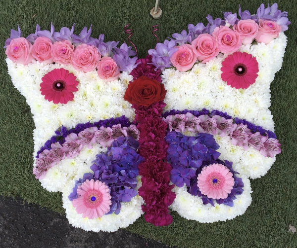 butterfly