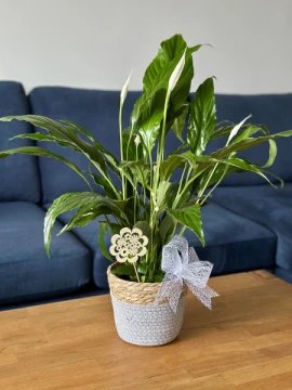 pearl-peace-lily