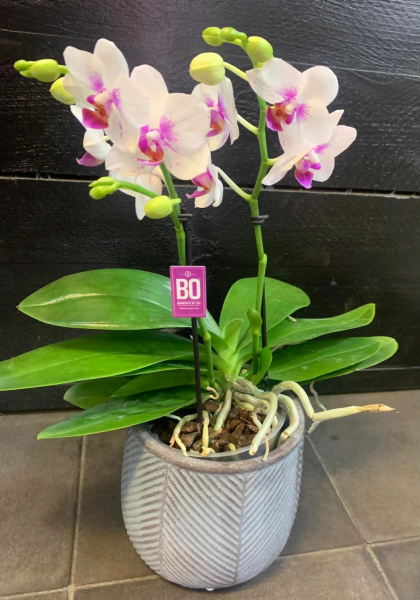 Orchid plant