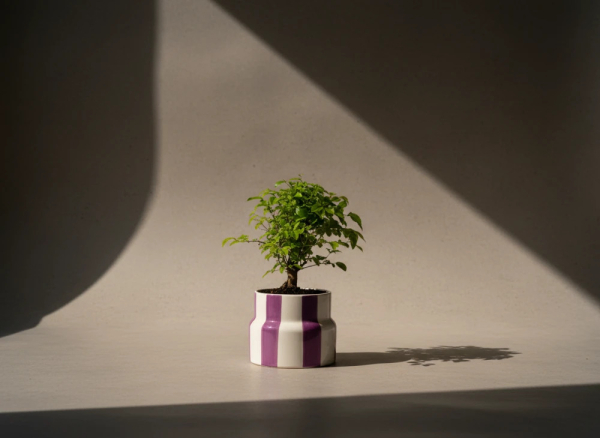 Mini bonsai no 18