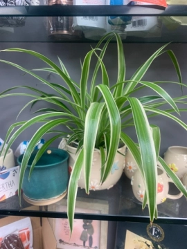 spider-plant