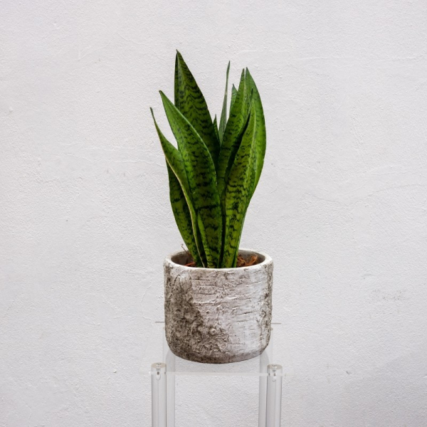 Sansevieria in pot