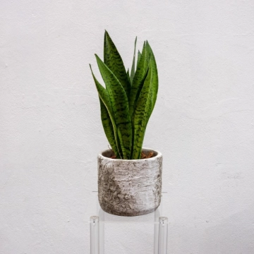 Sansevieria in pot
