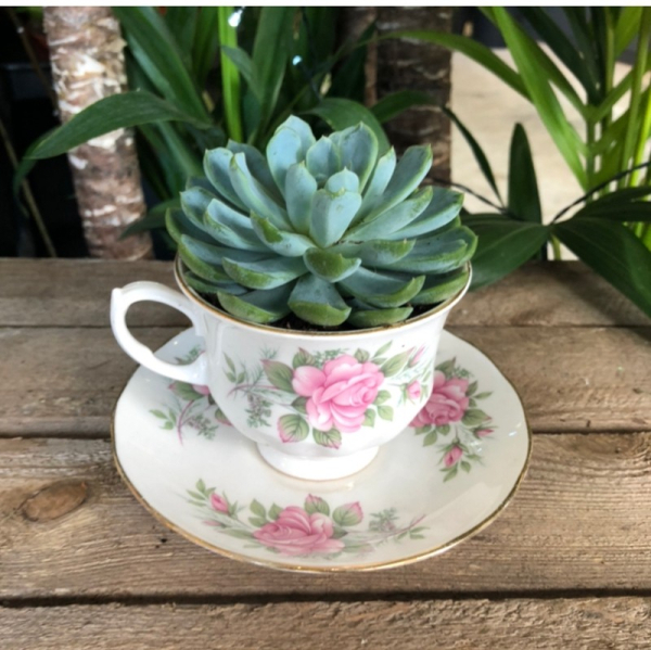 Teacup succulent