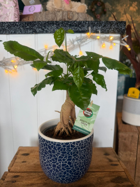 Potted bonsai plant
