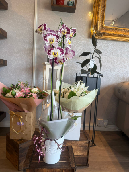 Orchids potted