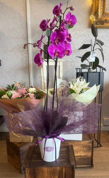 Pink orchid potted