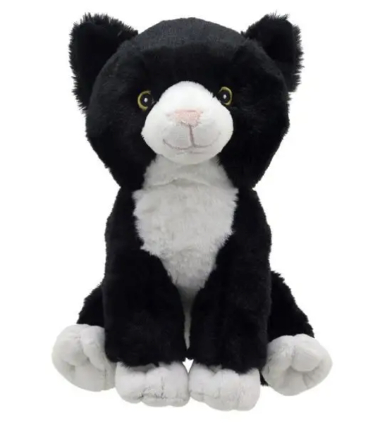 Teddy cat
