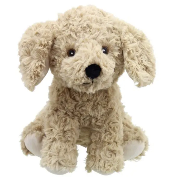 Teddy dog
