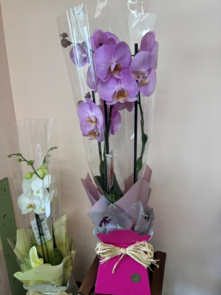 Orchid plant