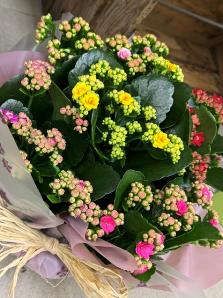 Flowering plant