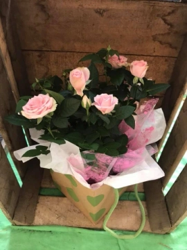 pretty-pink-rose-plant