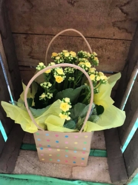 summery-kalanchoe-plant