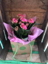 pretty-kalanchoe-plant