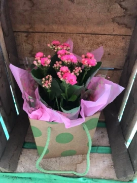 pretty-kalanchoe-plant