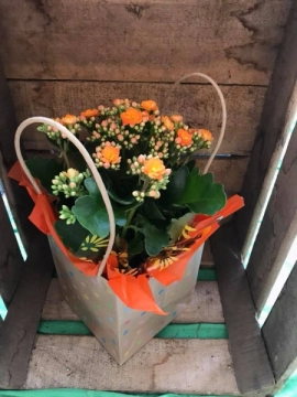 vibrant-kalanchoe-plant