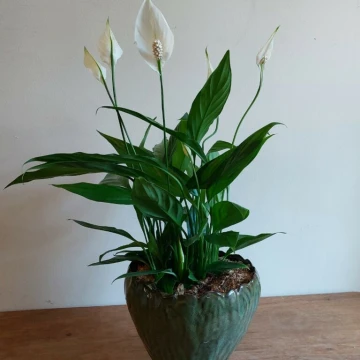 peace-lily