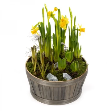 daphne-planter