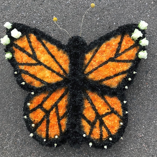 monarch-butterfly