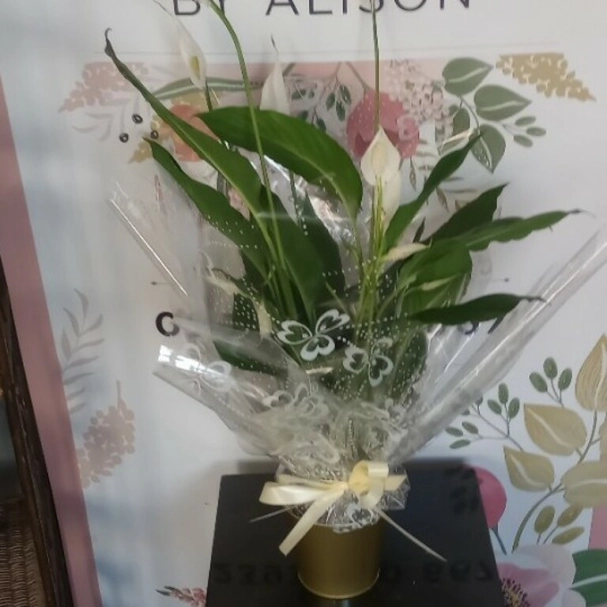 Peace lily