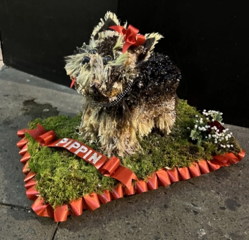 yorkshire-terrier