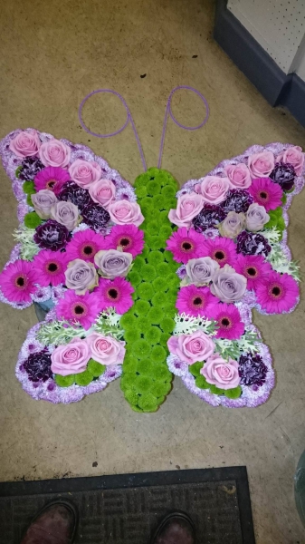 butterfly