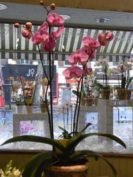 phalaenopsis-orchid