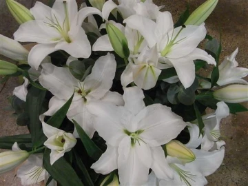 oriental-white-lily