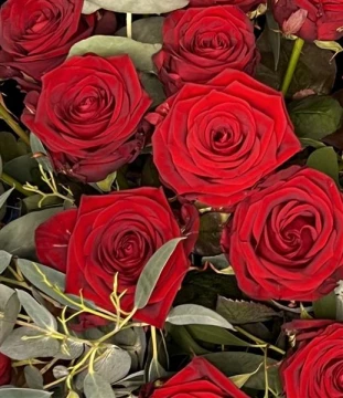half-dozen-roses