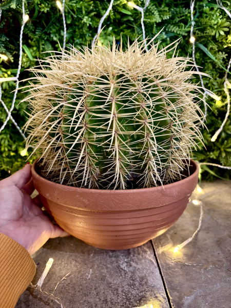 Large cactus