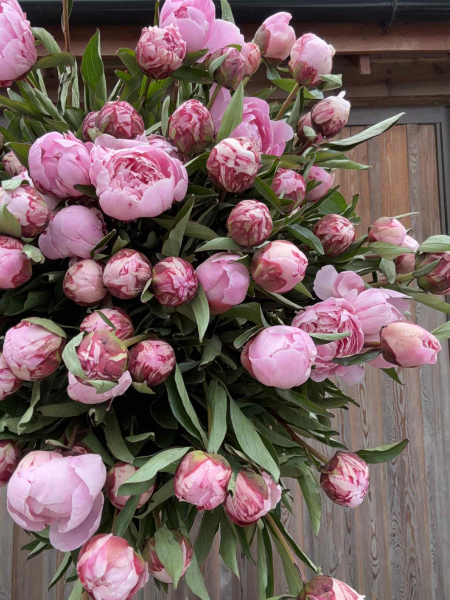 peonie-paradise