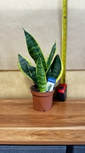 snake-plant