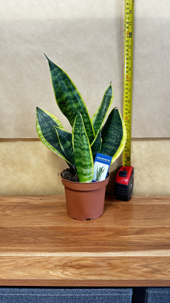 snake-plant