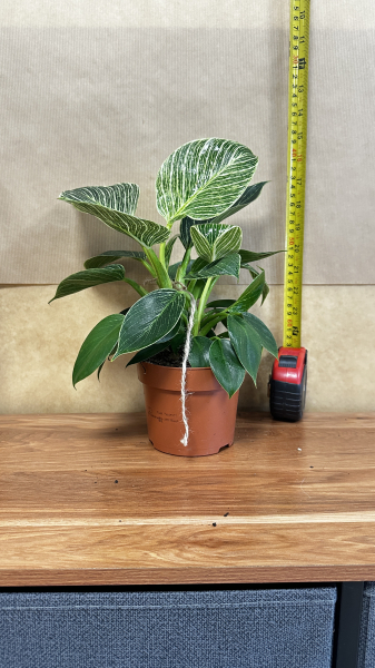 philodendron-birkin