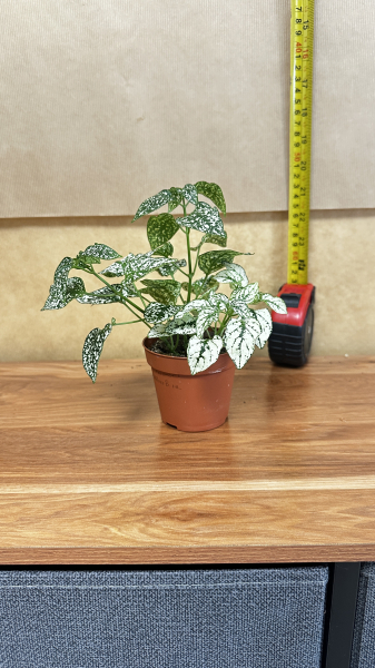hypoestes-phyllostachya