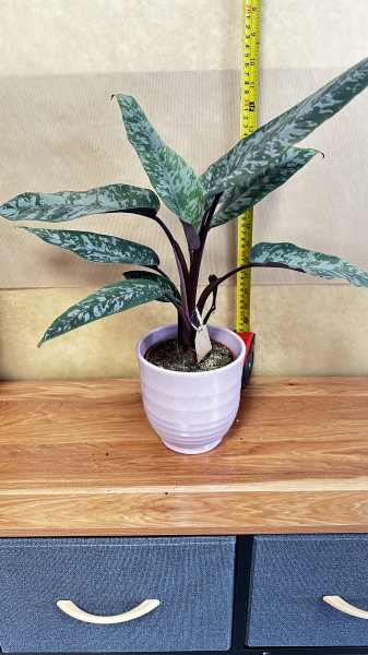 dieffenbachia-plant