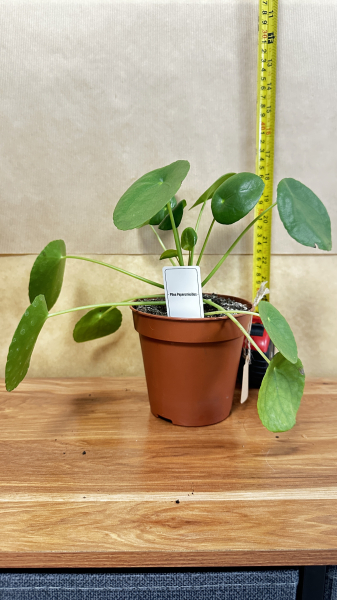 pilea-peperomioides