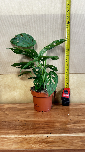 monstera-obliqua