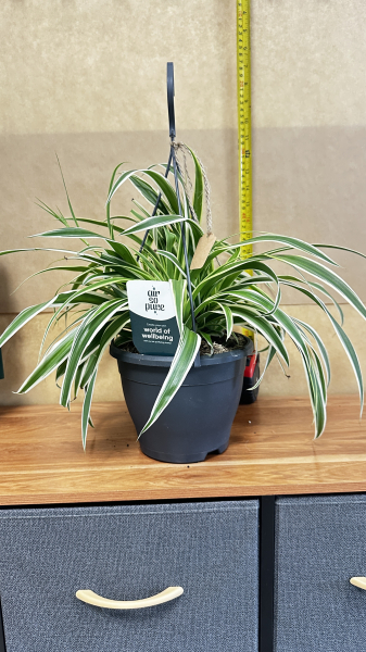 spider-plant