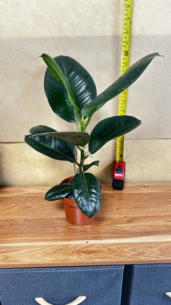 ficus-elastica-robusta