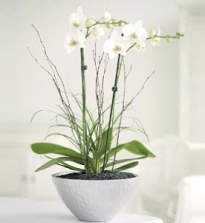 planted-orchid